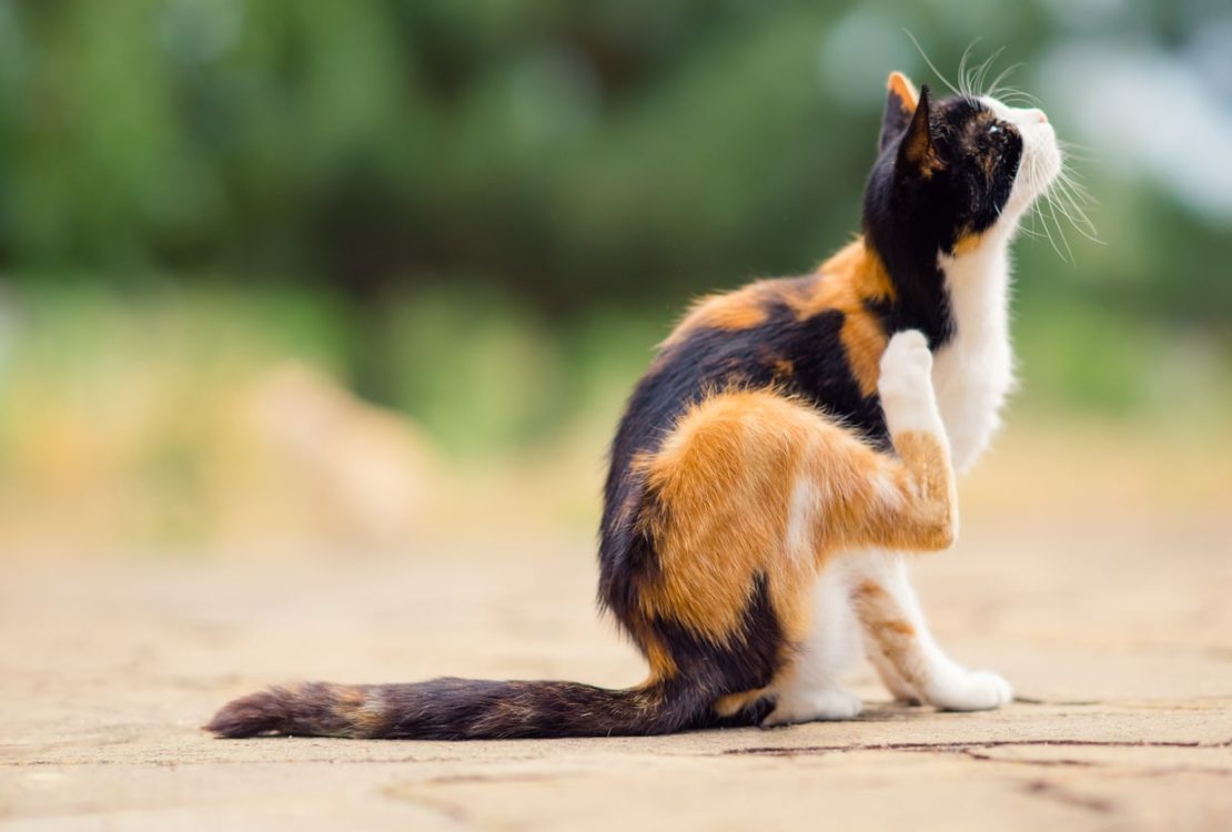 anti puce chat
