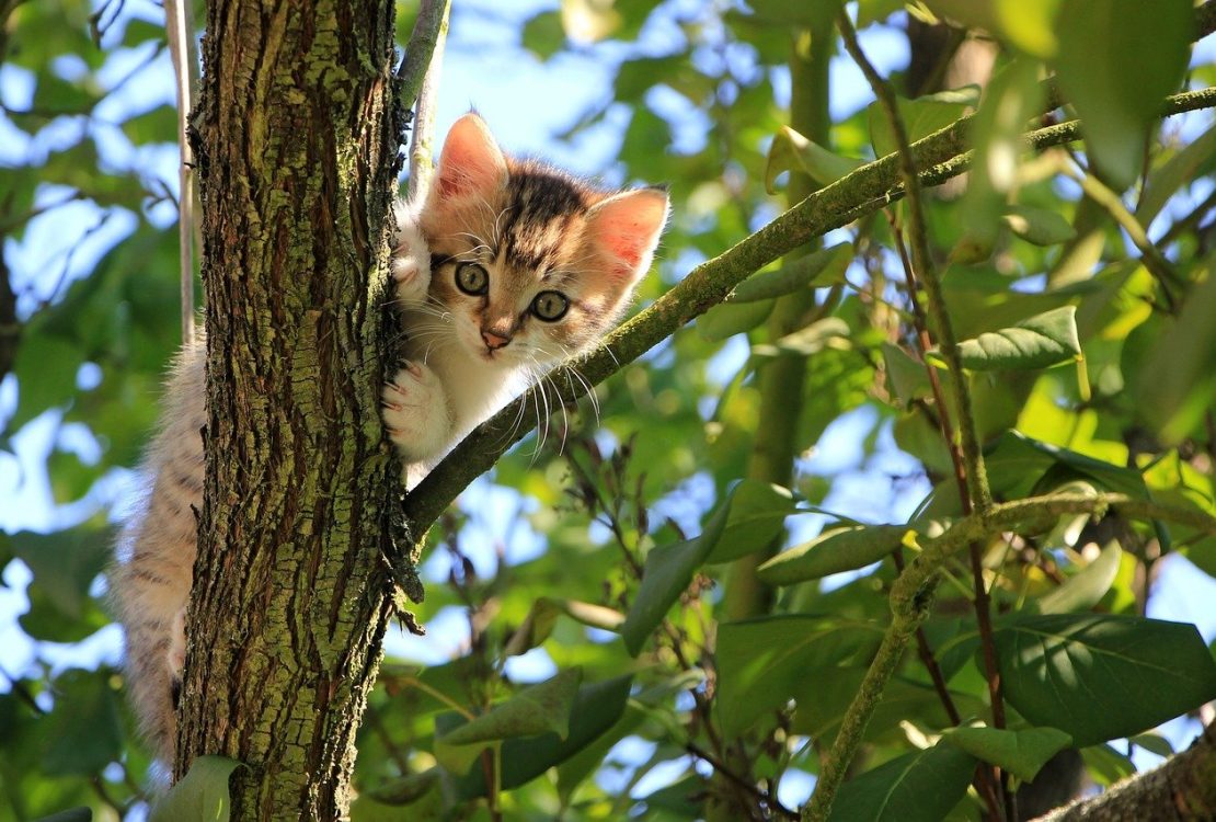 Quel est le meilleur répulsif pour chat