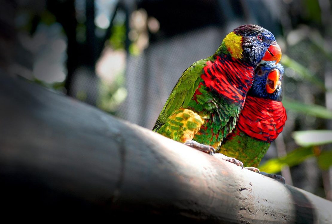 oiseaux inséparables