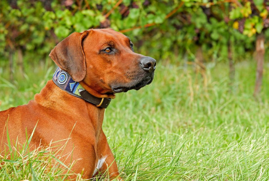 collier dressage chien