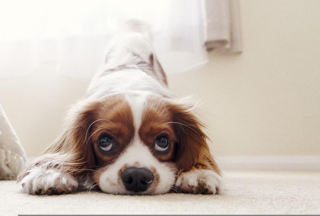 cavalier-king-charles
