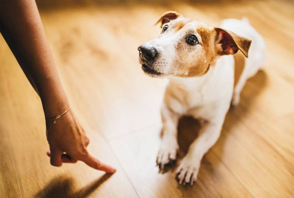 Geste à apprendre à son chien