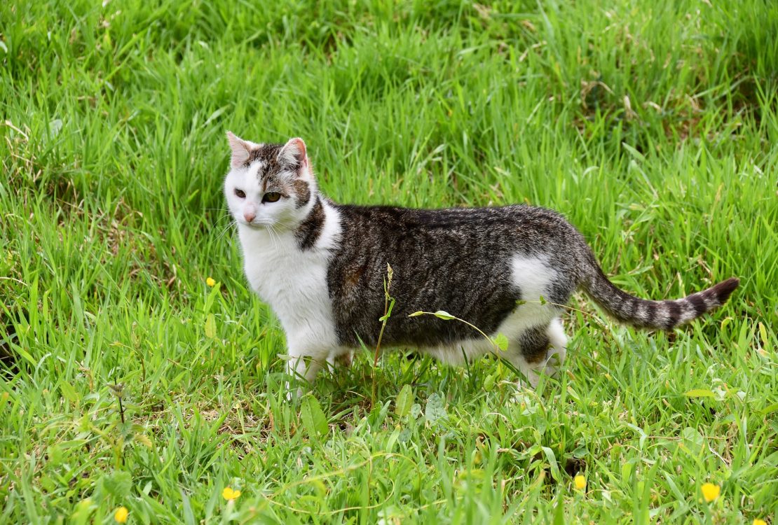 Quelques idées de nom pour chat femelle