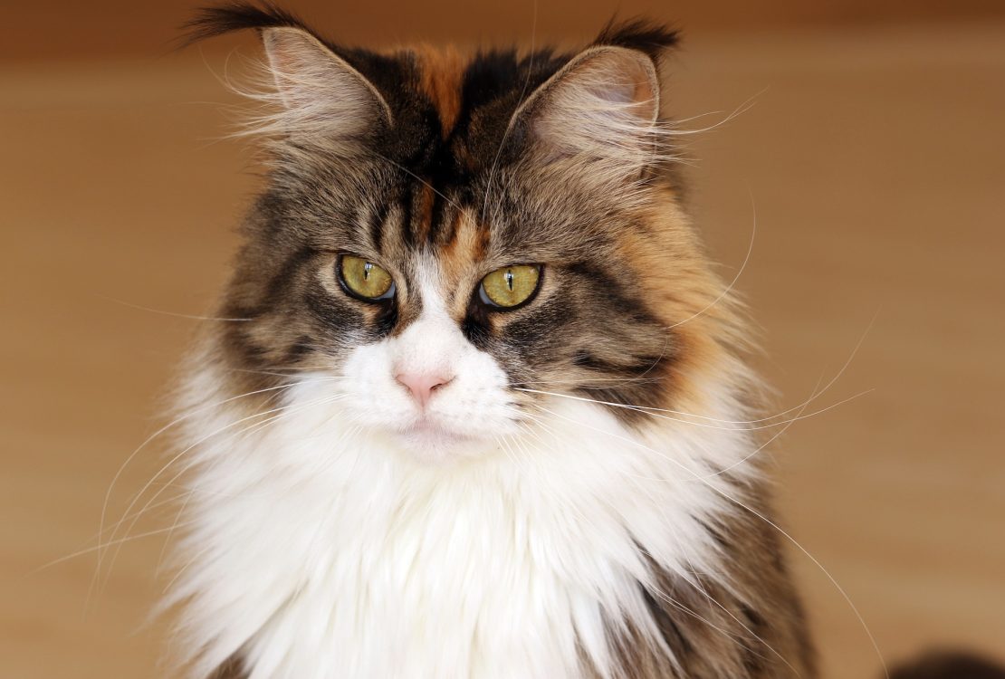 Maine coon