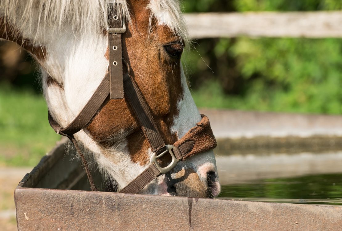 L’eau représente 60% du poids d'un cheval