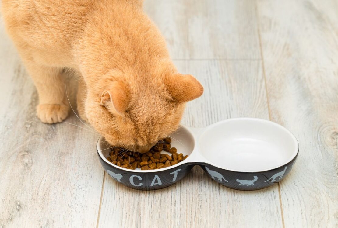 Comparatif des régimes alimentaires pour chats
