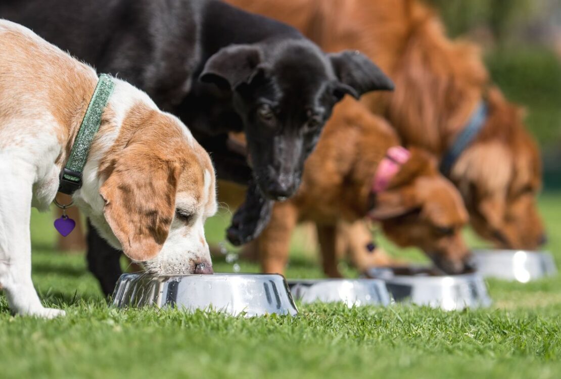 superaliments pour chiens