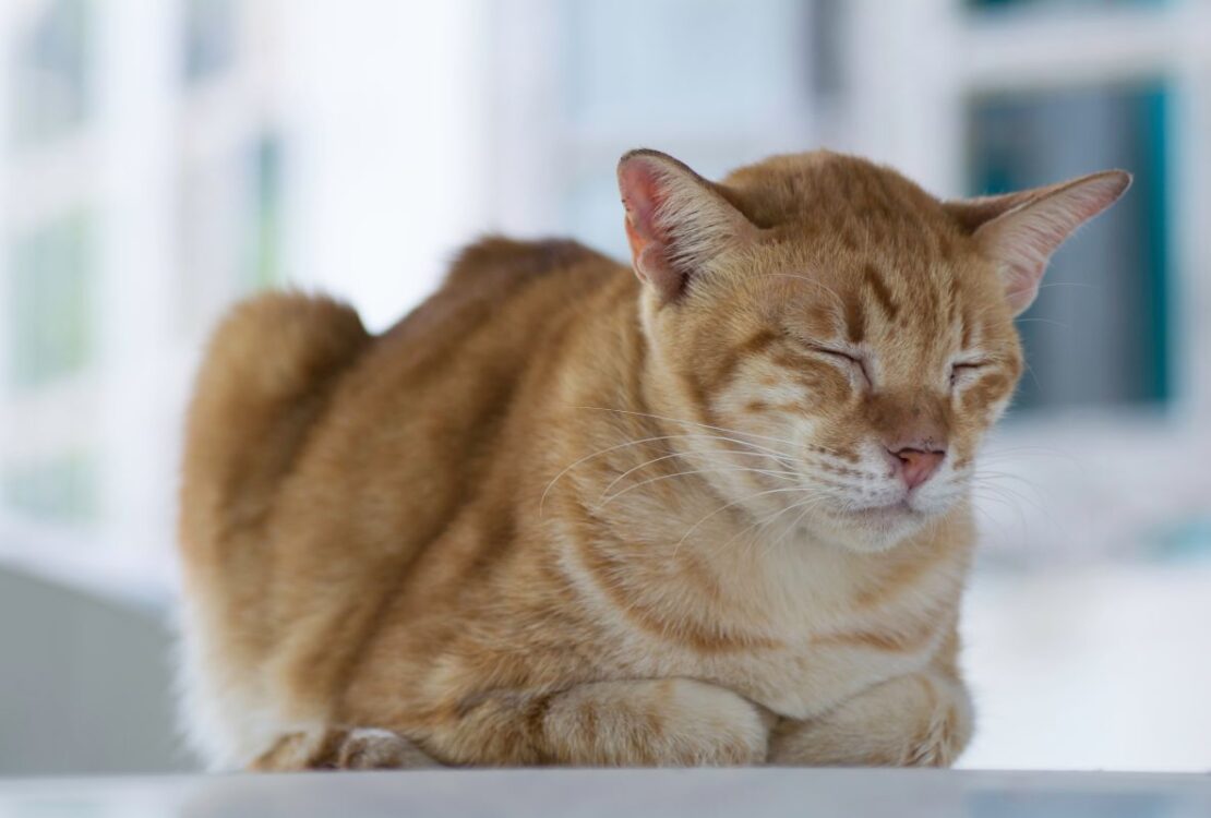 maladies courantes chez les animaux de compagnie