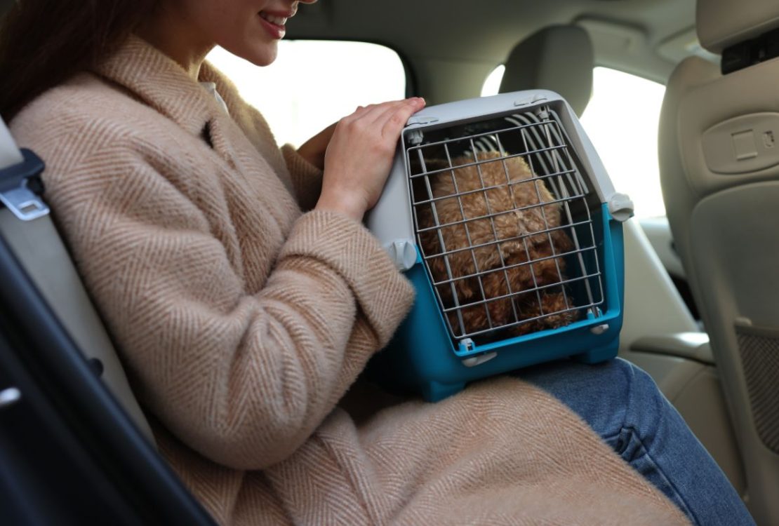 voyage avec animal